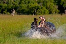 Madikwe Big 5 Photographic Safari