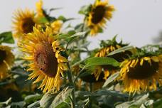 Art and Sunflowers