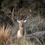 Fiordland Big 3