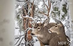 Nisswa Beers for Deer