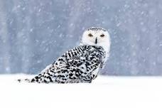 GLLT: Snowy Owl — Charlotte Hobbs Memorial Library, Lovell, Maine {Incorporated 1901}