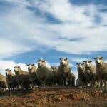 Annual Bredbo Sheep Dog Trials