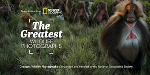 Bar Cicotti Dinner & Curator Tour of National Geographic’s Greatest Wildlife Photographs