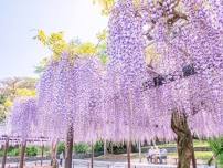 Fujieda Wisteria Festival