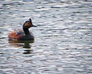 Prairie Park World Migratory Bird Day! — Loess Hills Audubon Society