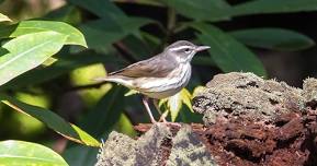 Naturalist-Led Walk