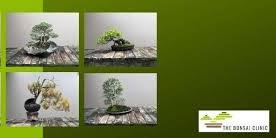 bonsai workshop