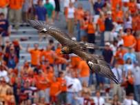 Auburn University Raptor Center