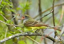 Spring Migration at Swede Hollow Park