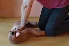 Canine First Aid Course Falkirk