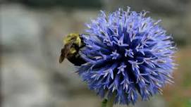 Summer Pollinator Walk