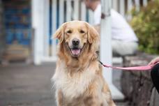 Dog Days of Summer at Harrison Hills Park