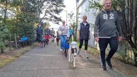 June Greyhound Community Walk - Auckland