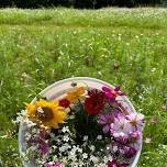 U-Pick Flower Fields, Cosmos + Zinnias