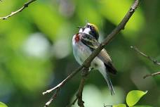 Rush Riverside Refuge (in association with Rush Recreation and Parks Association)