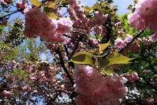 Osaka Mint Bureau Cherry Blossom Viewing