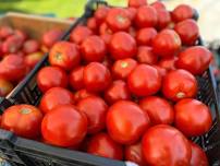 Stonington Farmers' Market Opening Day!