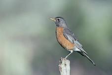 Third Thursday Bird Walk