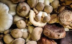 Cultivating Edible Mushrooms at Home