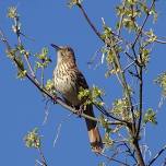 Mindful Birding with Molly Adams of the Feminist Bird Club