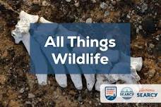 All Things Wildlife with White County 4-H — Experience Searcy: Restaurants, Events & Hotels in Searcy