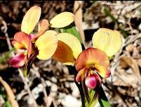 Wildflowers at Warren CP Hike