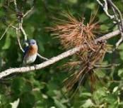 Bluebird Trail Walk