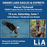 Grand Lake Bald Eagles and Ospreys