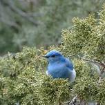 Spring Bird Walk