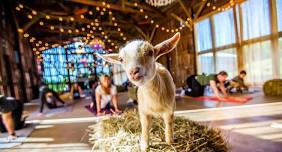 Mother’s Day Baby Goats, Yoga & Wine