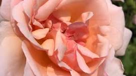 Roses & Reiki