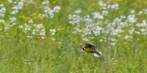 Grassland Birds of Croton Point Park