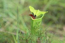 Nature Walk: Carnivorous Plants