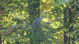 April Fowls Day Bird Walk