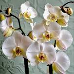 The Joy of Orchids