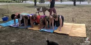 Goat Yoga @ Bourgmont Winery