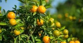 Knowing, Growing, and Propagating Citrus