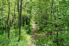 Volunteer Workday at Eidolon Nature Preserve