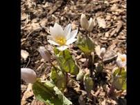 Spring Wildflower Hike