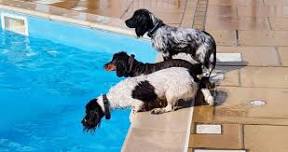 SALTDEAN LIDO DOG SWIM 2024