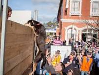 Casterton Kelpie Muster