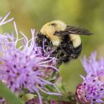 Be a Naturalist Family Fun Day