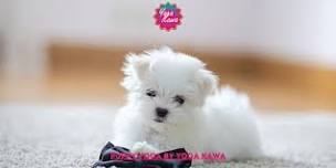 Puppy Yoga (Adults-Only) by Yoga Kawa Markham Maltese Puppies