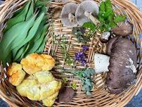 Introduction to Herbalism and Foraging