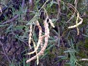 Mesquite Walkabout in Phoenix