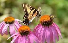 Pollinators & Plants, Coffee & Conversation