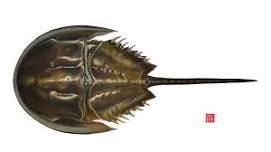 A Celebration of International Horseshoe Crab Day