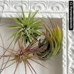 Plant & Pour Night: Airplant Frames!