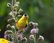 Beginning Birding at Crosby Farm Regional Park,