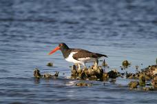 Coastal Bird Hike